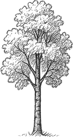 Береза