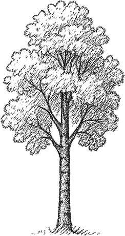 Береза